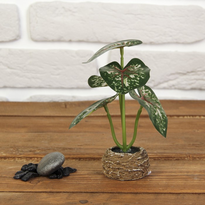 Бонсай "Алоказия" 5,5*5,5*13 см МИКС