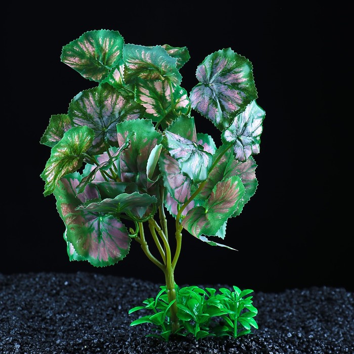 Растение аквариумное на камнях, 24 х 23 х 20 см