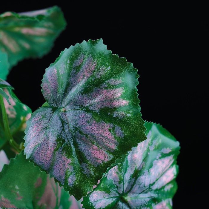 Растение аквариумное на камнях, 24 х 23 х 20 см