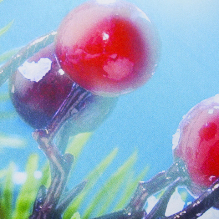 Фотошторы Шишки 145х260 см 2 шт, габардин 160 гр/м, пэ 100%