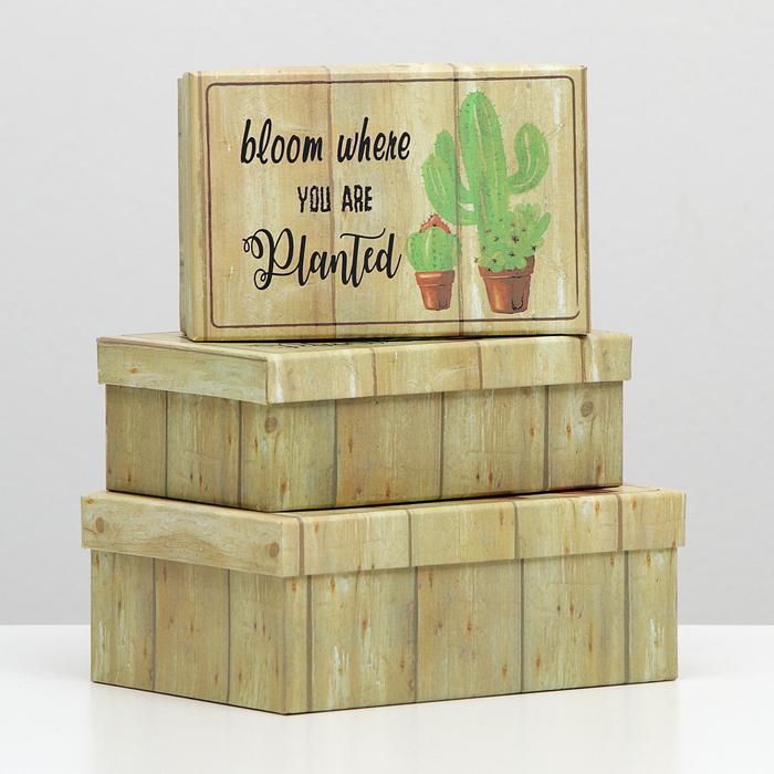 Набор коробок 3в1 "Кактусы", 22 х 16 х 8.5 - 18 х 12 х 5.5 см