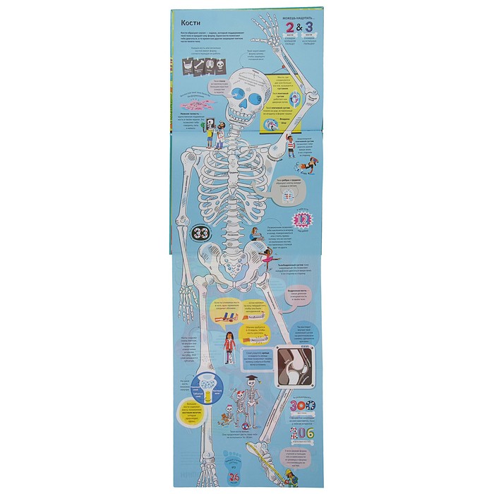 Энциклопедия для малышей (с клапанами) "Большая книга о теле человека"