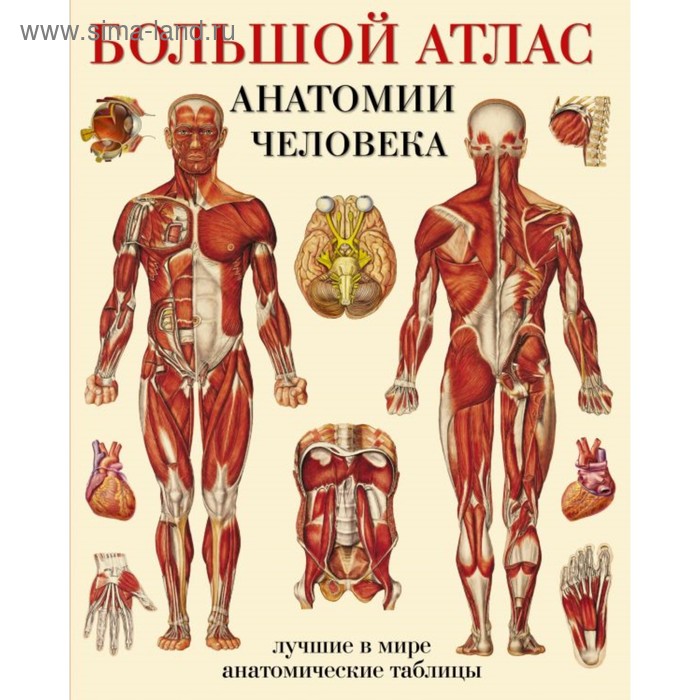 Большой атлас анатомии человека. Махиянова Е. Б. атлас нормальной анатомии человека 5 е издание сапин м р никитюк д б швецов э в