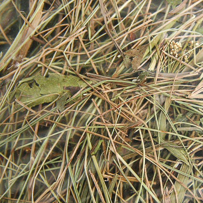 Сено "Шелест лугов", разнотравье, 500 г