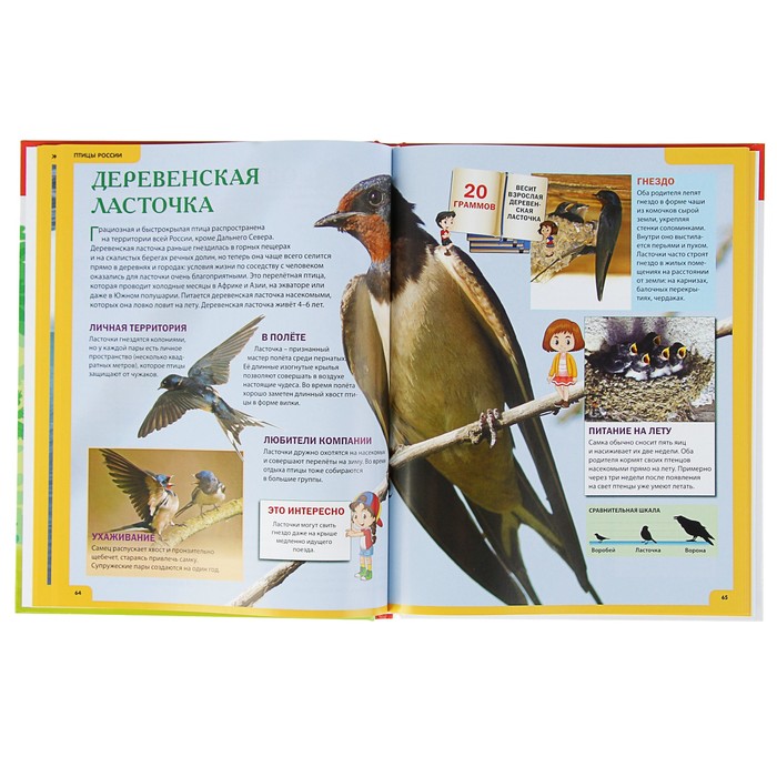 Звери и птицы России. Энциклопедия для детей. обл мел бум