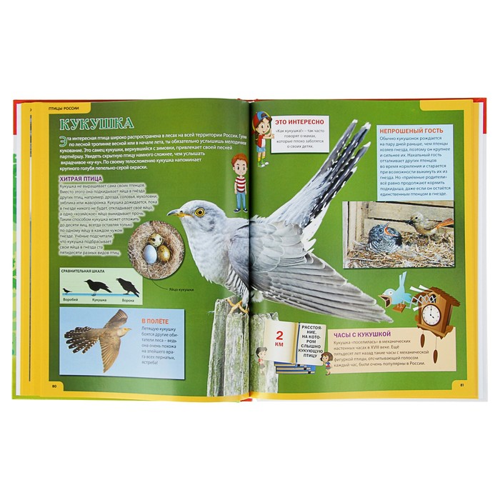 Звери и птицы России. Энциклопедия для детей. обл мел бум