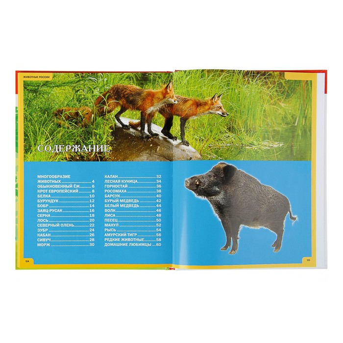 Звери и птицы России. Энциклопедия для детей. обл мел бум
