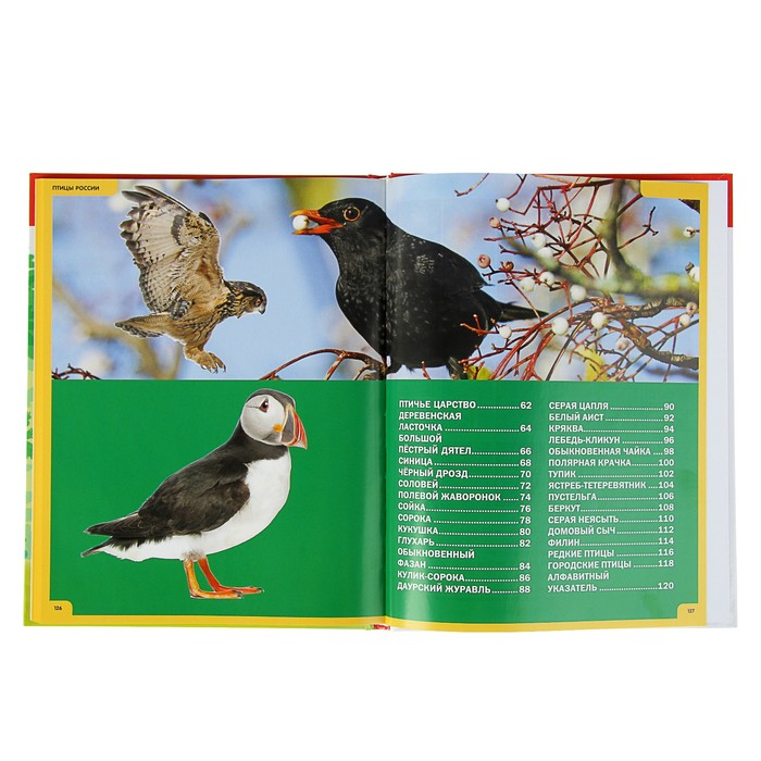 Звери и птицы России. Энциклопедия для детей. обл мел бум