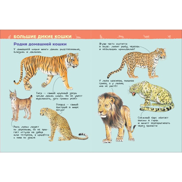 Энциклопедия для детского сада «Кошки и котята»