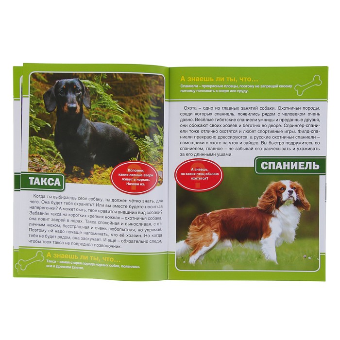 Энциклопедия. Собаки (214*290мм) 16стр