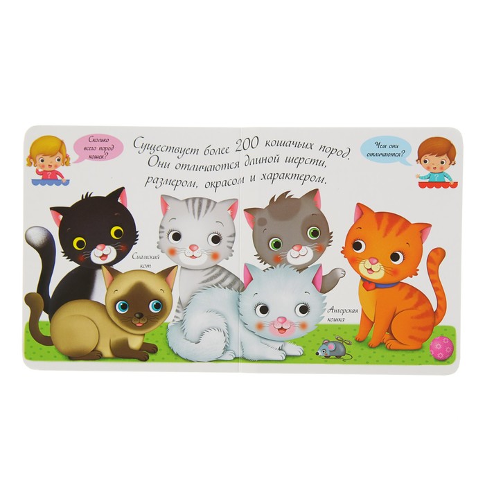 Кто это такие? "Кошки и котята"