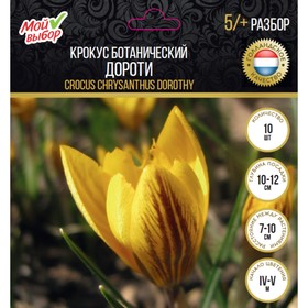 

Крокус ботанический Дороти, р-р 5/+, 10 шт