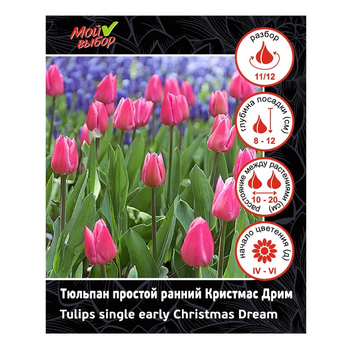 Тюльпан простой ранний Кристмас Дрим, р-р 11/12, 7 шт