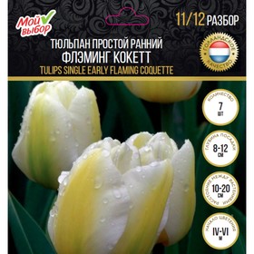 

Тюльпан простой ранний Флэминг Кокетт, р-р 11/12, 7 шт
