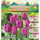 Тюльпан простой ранний Перпл Принц, р-р 11/12, 7 шт