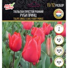 Тюльпан простой ранний Руби Принц, р-р 11/12, 7 шт