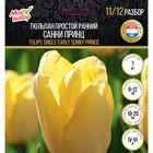 Тюльпан простой ранний Санни Принц, р-р 11/12, 7 шт