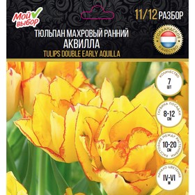 

Тюльпан махровый ранний Аквилла р-р 11/12, 7 шт