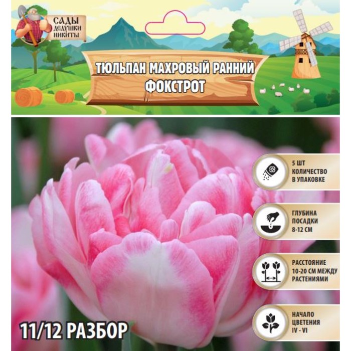 Тюльпан махровый ранний Фокстрот, р-р 11/12, 7 шт