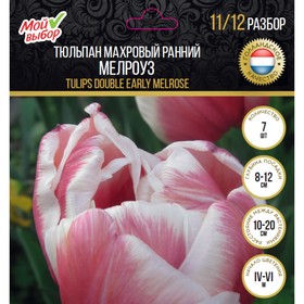 

Тюльпан махровый ранний Мелроуз, р-р 11/12, 7 шт