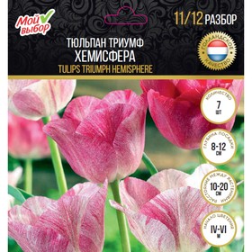 

Тюльпан триумф Хемисфера, р-р 11/12, 7 шт
