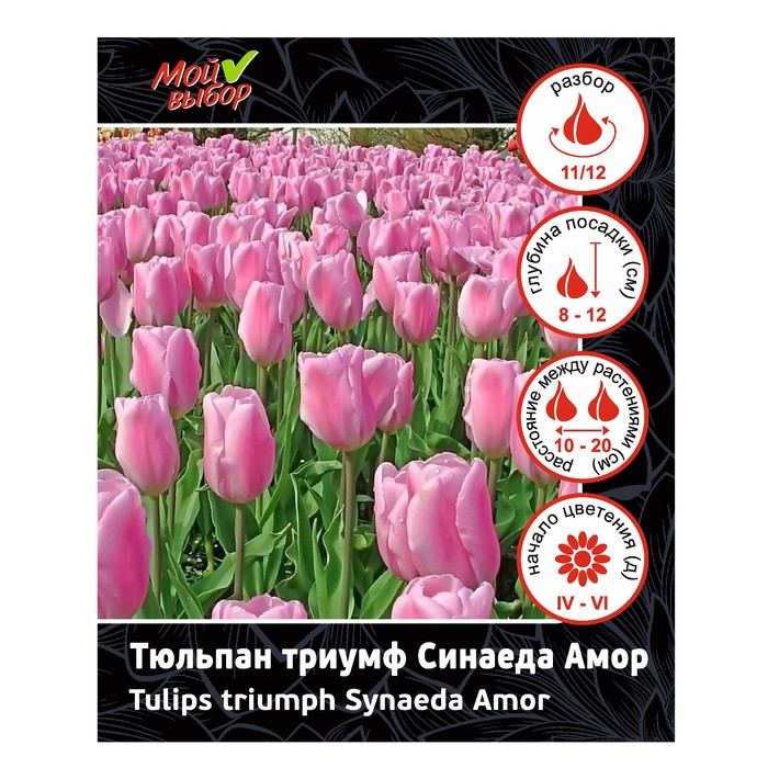 Тюльпан триумф Синаеда Амор, р-р 11/12, 7 шт