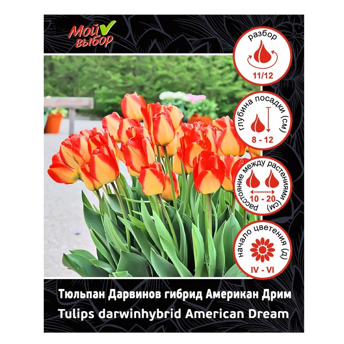 Тюльпан Дарвинов гибрид Американ Дрим, р-р 11/12, 7 шт