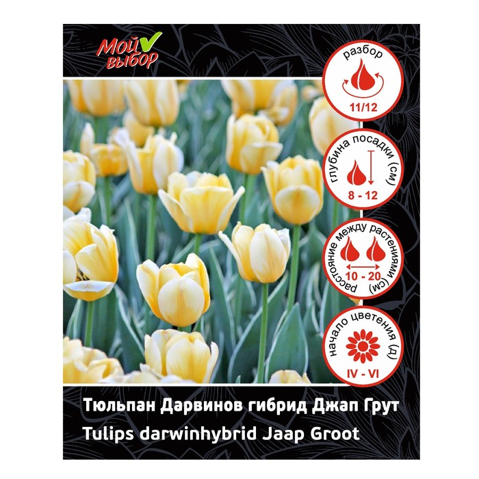 Тюльпан Дарвинов гибрид Джап Грут, р-р 11/12, 7 шт