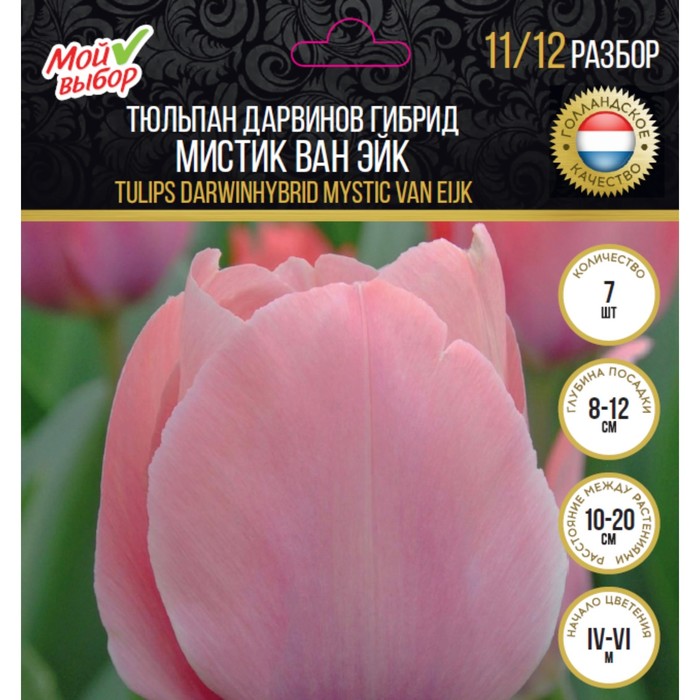 Тюльпан Дарвинов гибрид Мистик ван Эйк, р-р 11/12, 7 шт