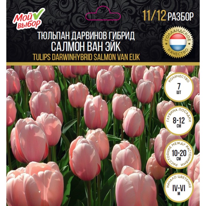 Тюльпан Дарвинов гибрид Салмон ван Эйк, р-р 11/12, 7 шт