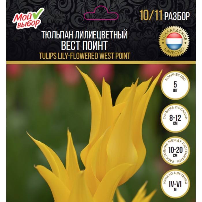 Тюльпан лилиецветный Вест Поинт, р-р 10/11, 5 шт