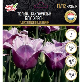 

Тюльпан бахромчатый Блю Херон, р-р 11/12, 7 шт