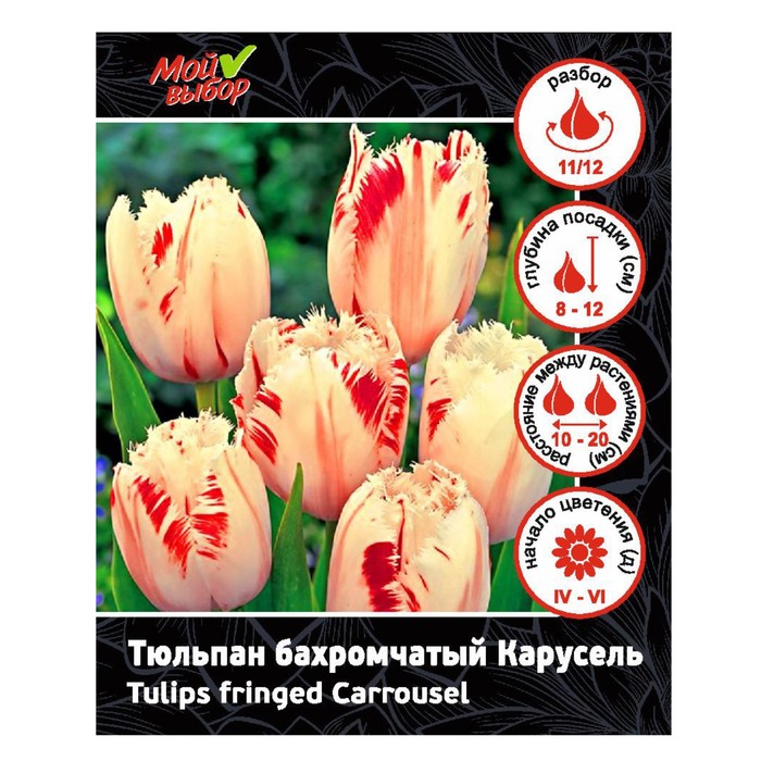 Тюльпан бахромчатый Карусель, р-р 11/12, 7 шт