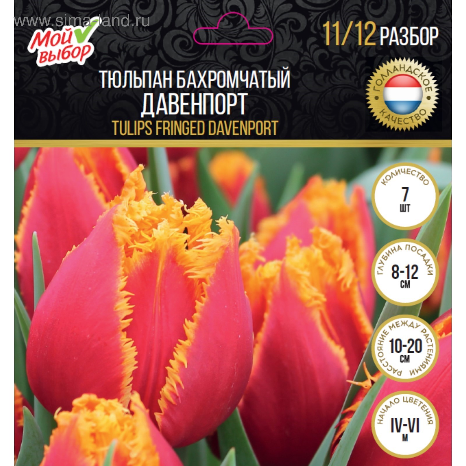Тюльпан давенпорт