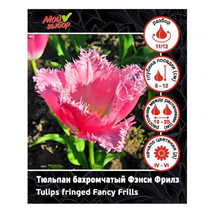 Тюльпан бахромчатый Фэнси Фрилз, р-р 11/12, 7 шт