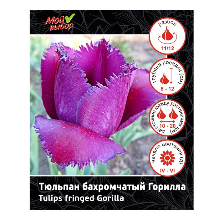 Тюльпан бахромчатый Горилла, р-р 11/12, 7 шт