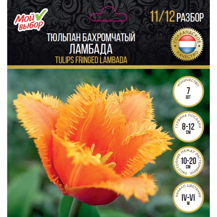 Тюльпан бахромчатый Ламбада, р-р 11/12, 7 шт
