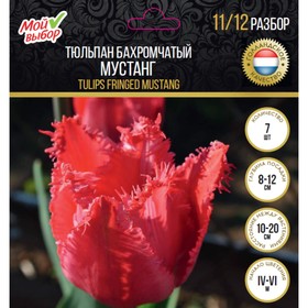 

Тюльпан бахромчатый Мустанг, р-р 11/12, 7 шт