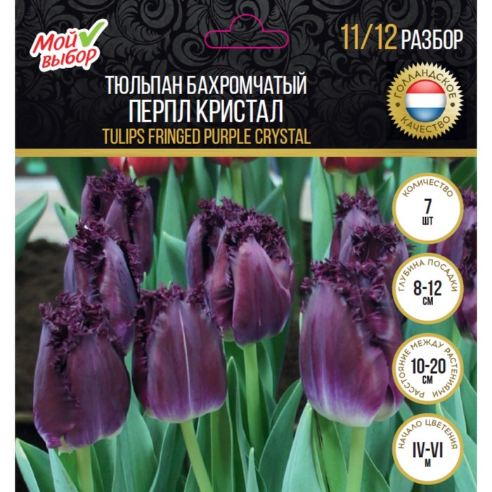 Тюльпан бахромчатый Перпл Кристал, р-р 11/12, 7 шт