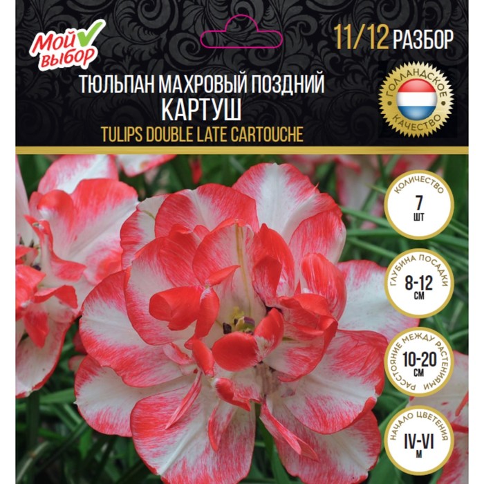 Тюльпан махровый поздний Картуш, р-р 11/12, 7 шт