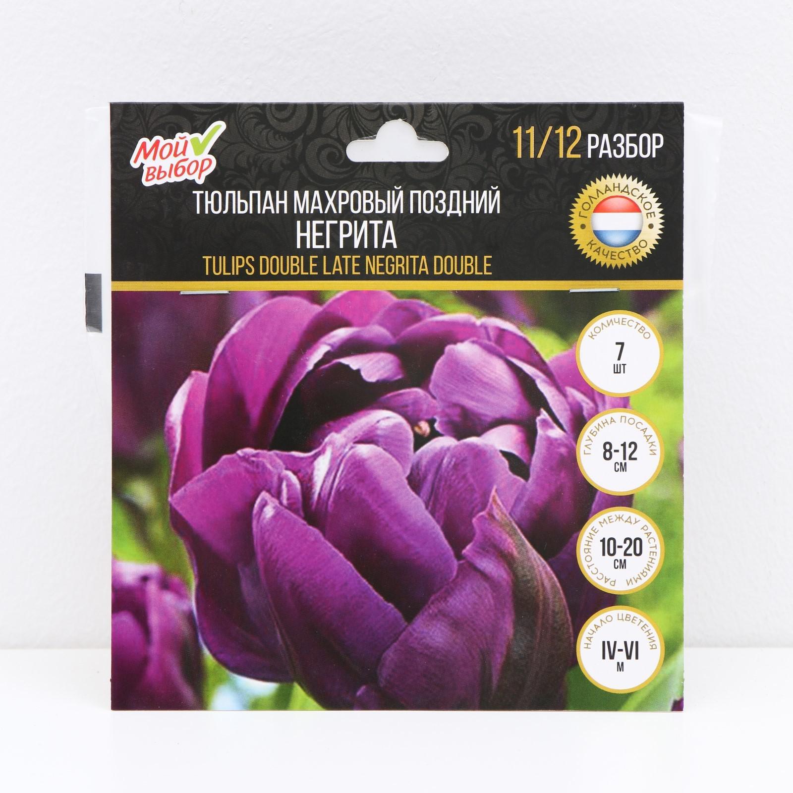 Тюльпан Негрита 10шт 11/12