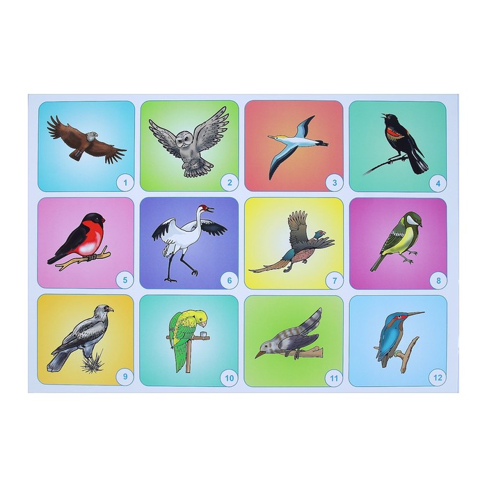 Набор плакатов "Животные" 4 плаката, А3