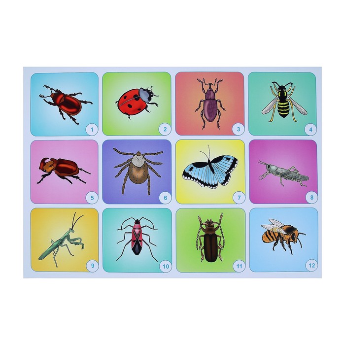 Набор плакатов "Животные" 4 плаката, А3