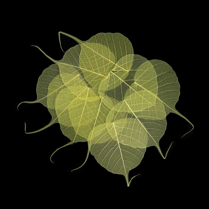 Скелетированные листочки "Магический" салатовый