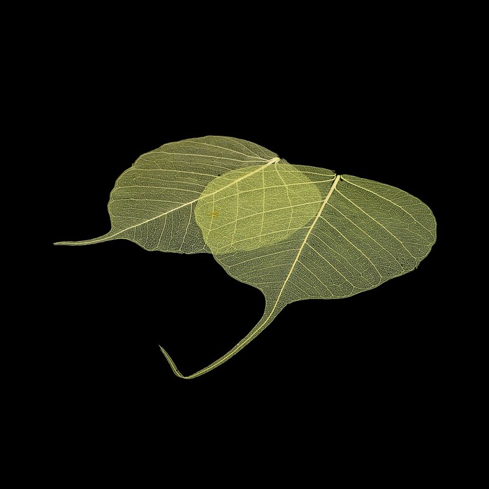 Скелетированные листочки "Магический" салатовый