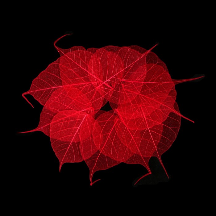 Скелетированные листочки "Магический" красный