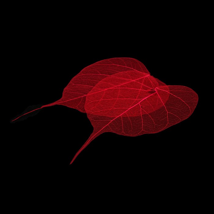 Скелетированные листочки "Магический" красный