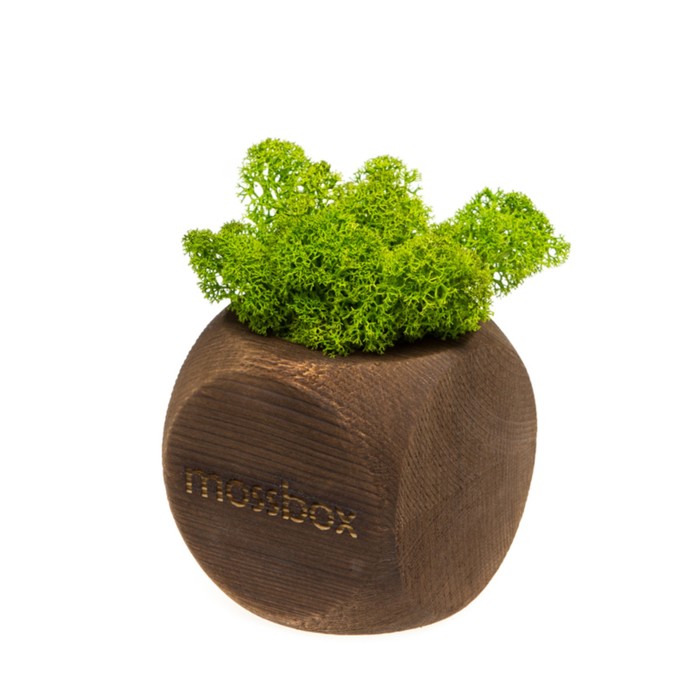 Стабилизированный мох "MossBox Fire Green Dice"