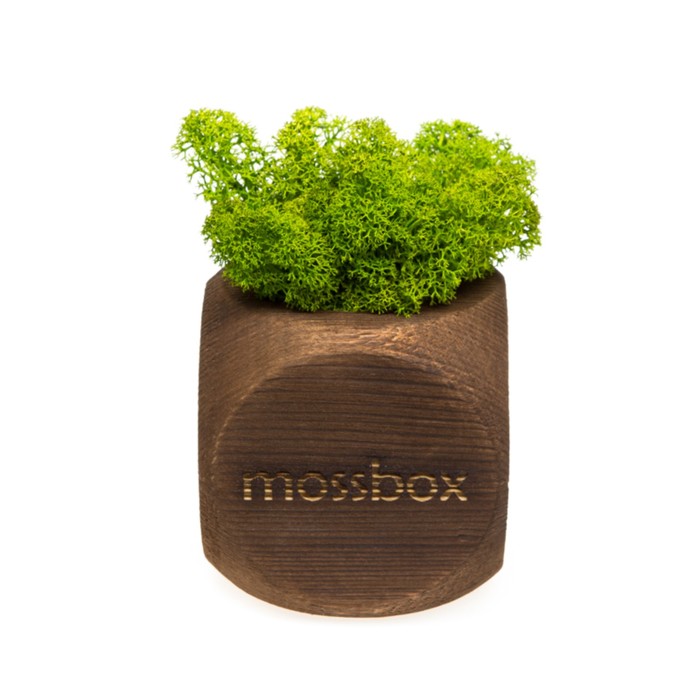 Стабилизированный мох "MossBox Fire Green Dice"