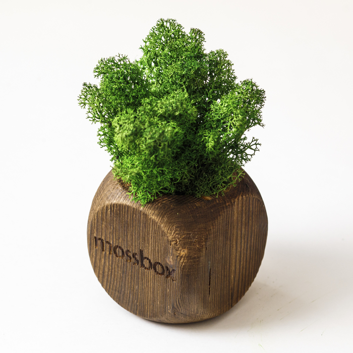 Стабилизированный мох "MossBox Fire Green Dice"